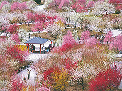 inabe-ume-image.jpg